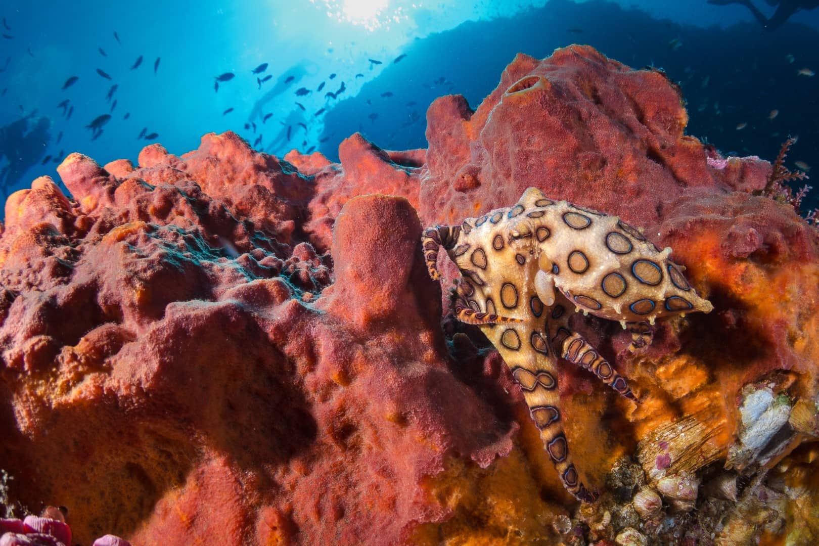 7D/6N – Komodo Grand Voyage