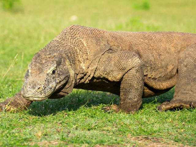 Komodo Dragon Trek